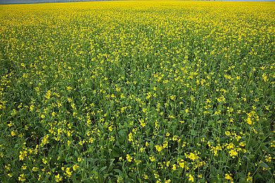 《Amerzone：探险家的记忆传承》跳票至明年第二季度