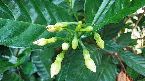 英伟达DLSS更新至3.7.0 引入新预设提升画面品质